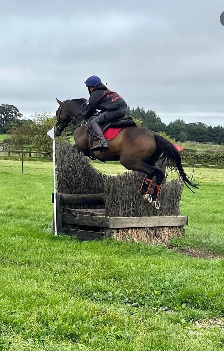 "Harley" Bay Gelding All Rounder - Horses in Wick