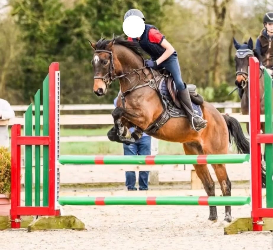 "Harley" Bay Gelding All Rounder - Horses