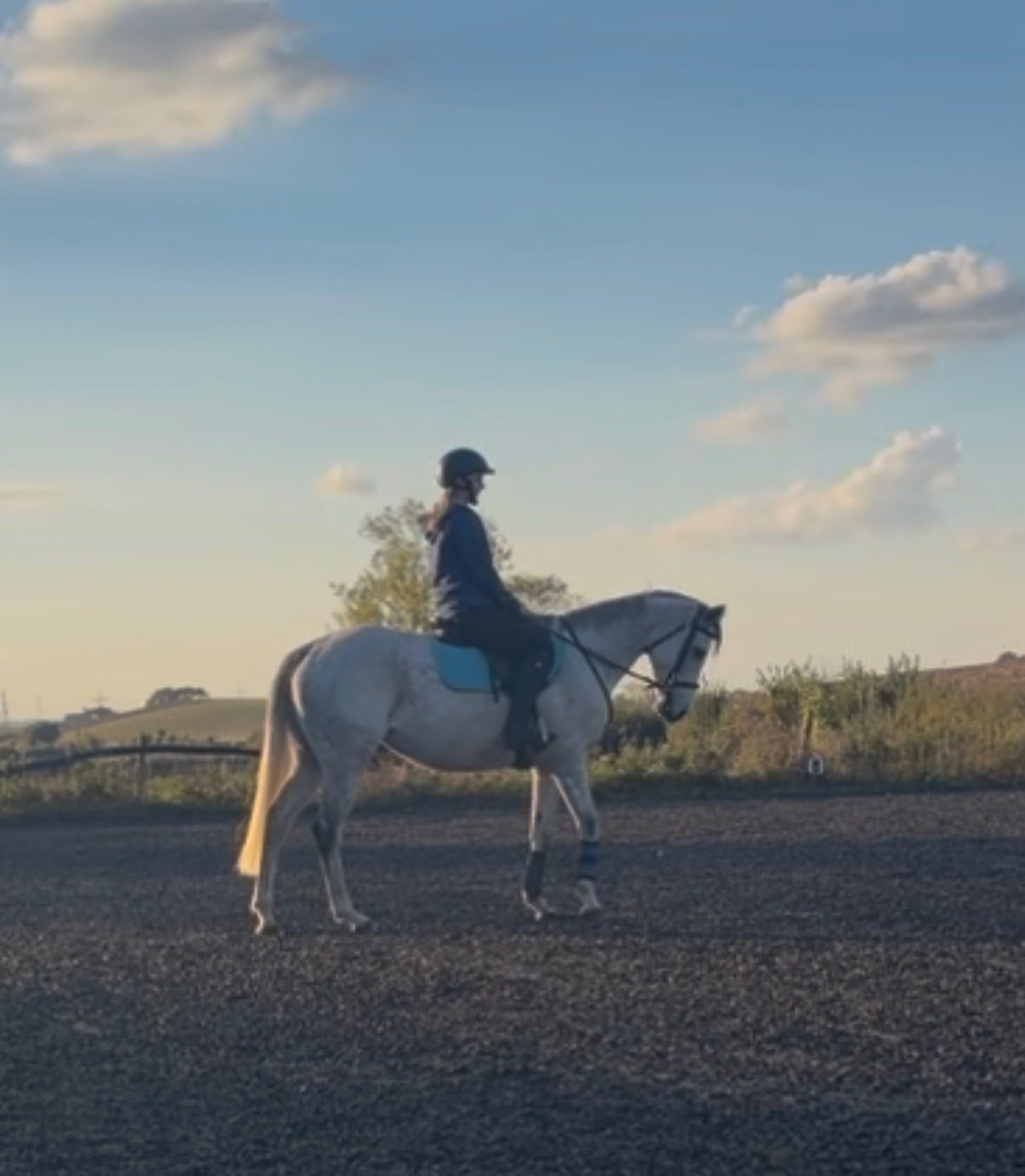 "Moonie "  Mare All Rounder - Horses in Bridgwater