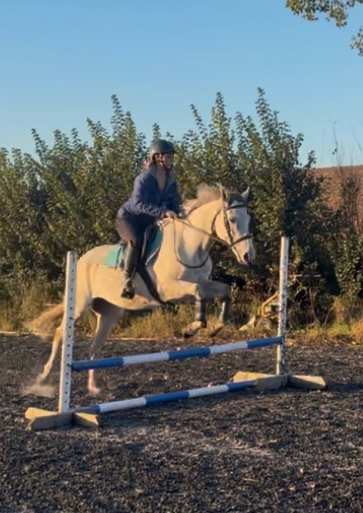 "Moonie "  Mare All Rounder - Horses