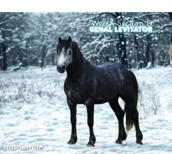 "Genal Levitator " Iron Grey Stallion Stallion