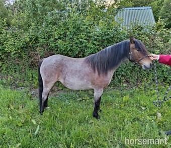 "Faith" Bay Roan Filly Mountain & Moorland Pony