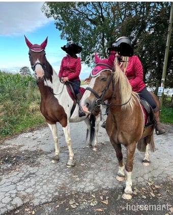 "Maisy" Skewbald Mare All Rounder