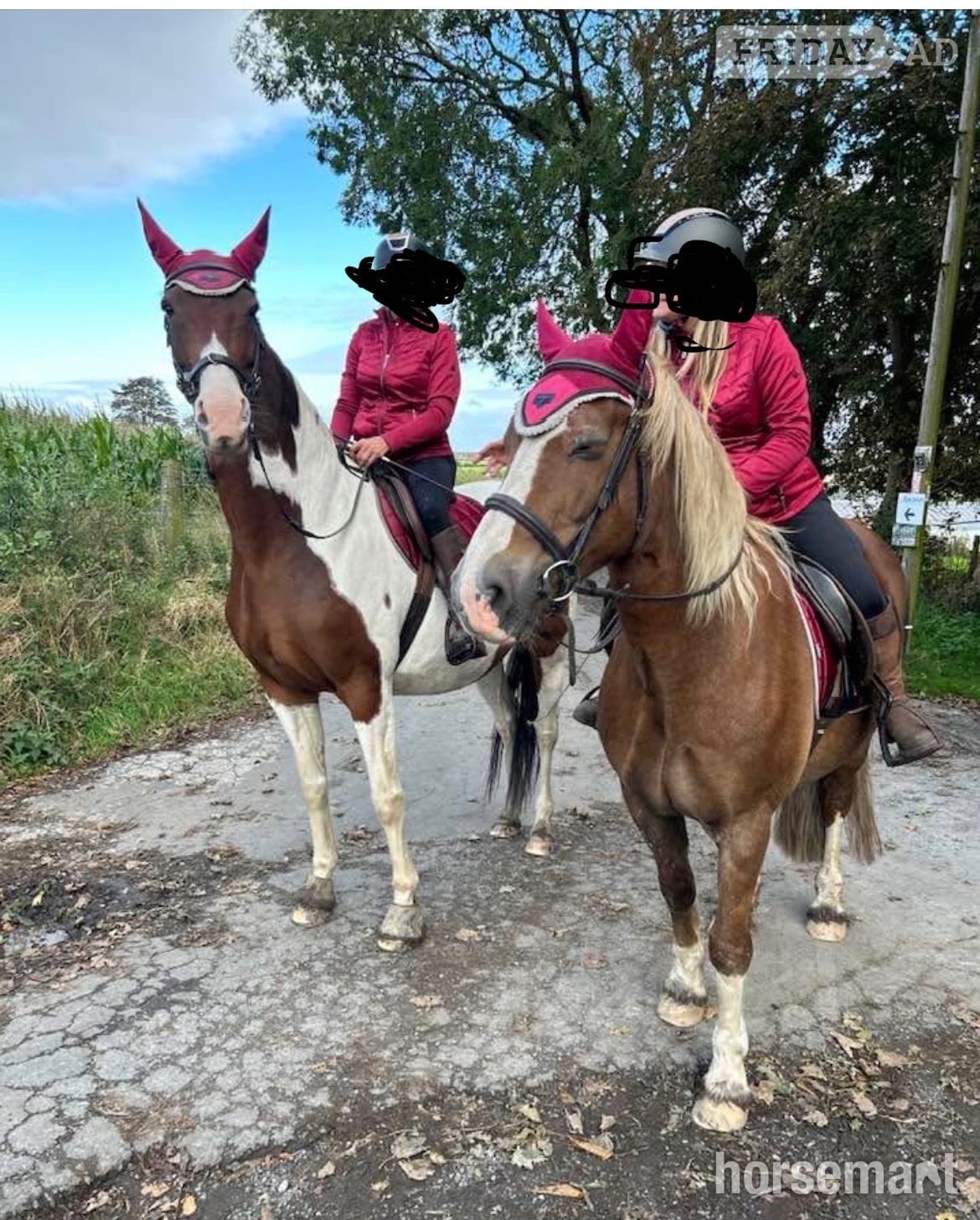"Maisy" Skewbald Mare All Rounder in Wigan