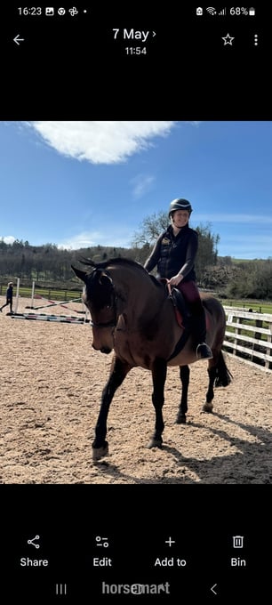 "Beau" Bay Mare Dressage Horse