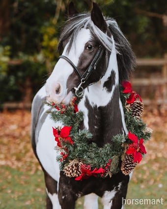 "Daisy " Piebald Mare Coloured