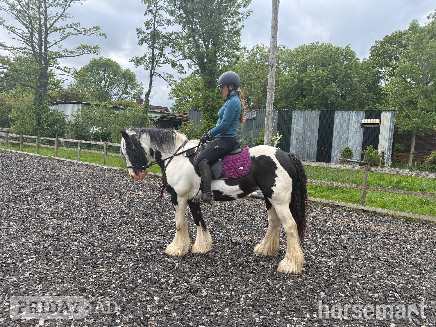 Hollywood "Daisy " Piebald Mare Coloured