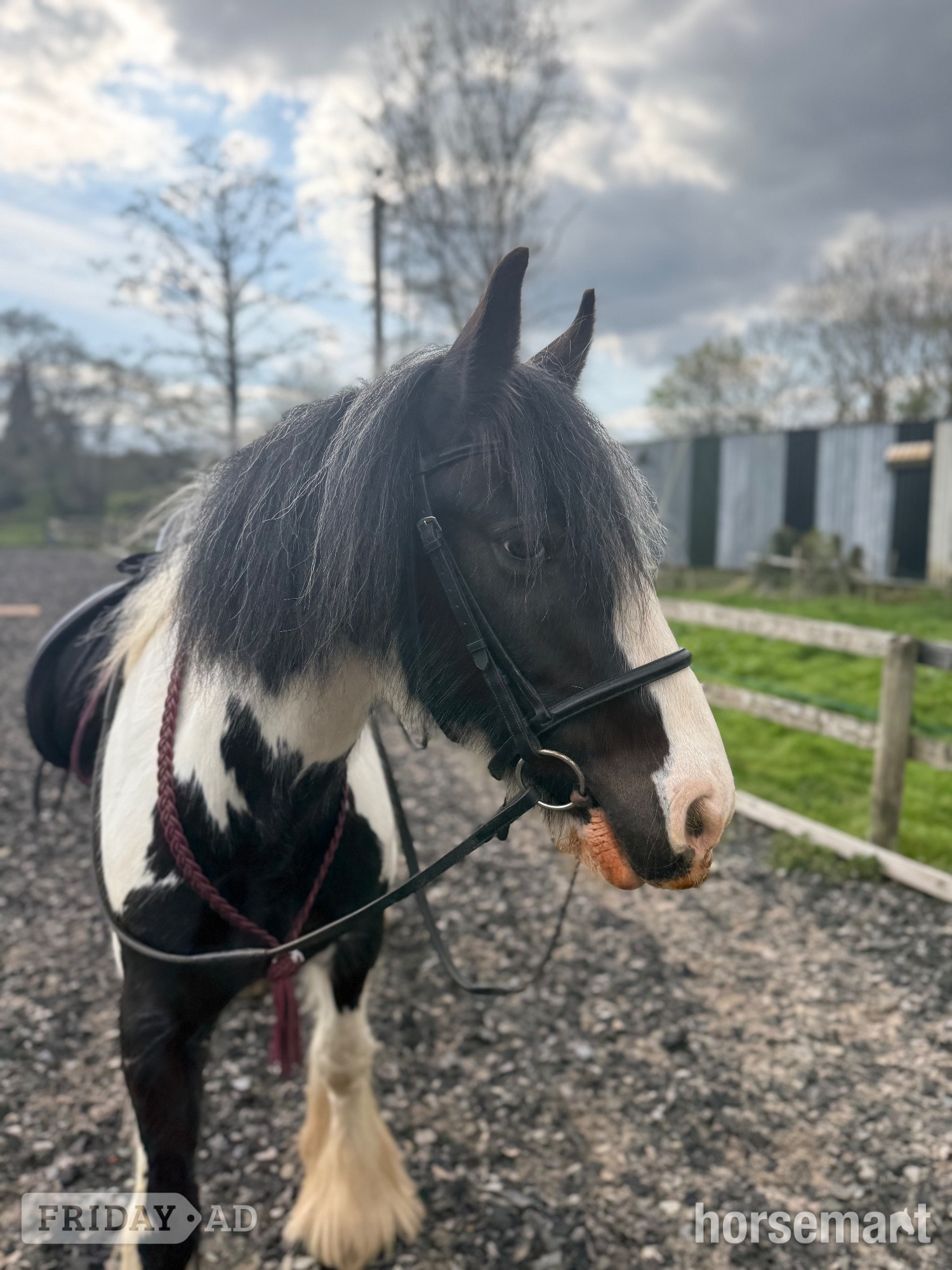 "Daisy " Piebald Mare Coloured - Horses in Hollywood