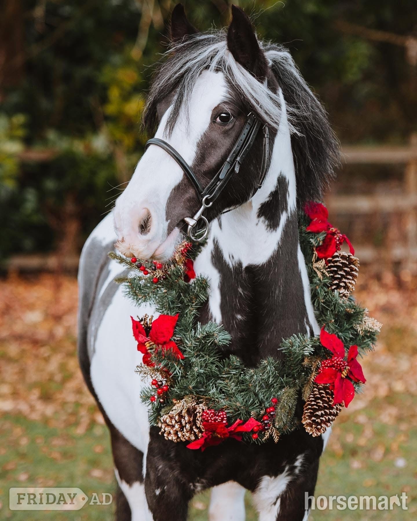 "Daisy " Piebald Mare Coloured in Hollywood