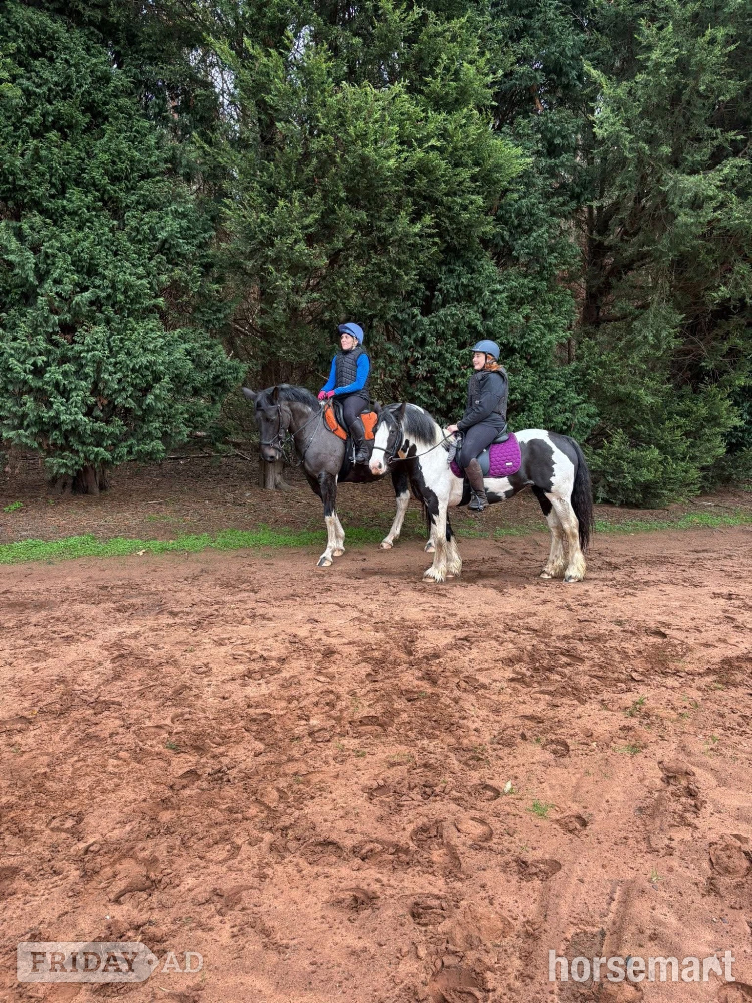 "Daisy " Piebald Mare Coloured