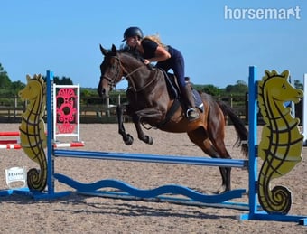 "Alice" Dark Bay Mare Ex Racehorse