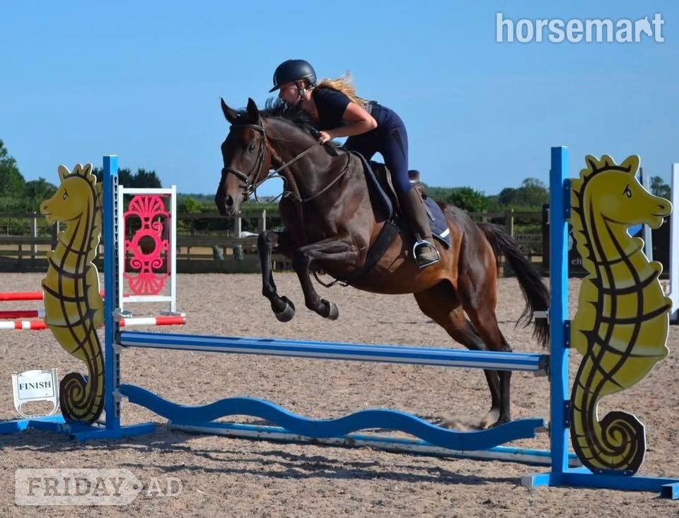 "Alice" Dark Bay Mare Ex Racehorse in King's Lynn