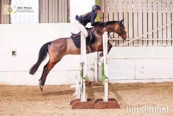 "Above Suspicion III" Bay Mare All Rounder