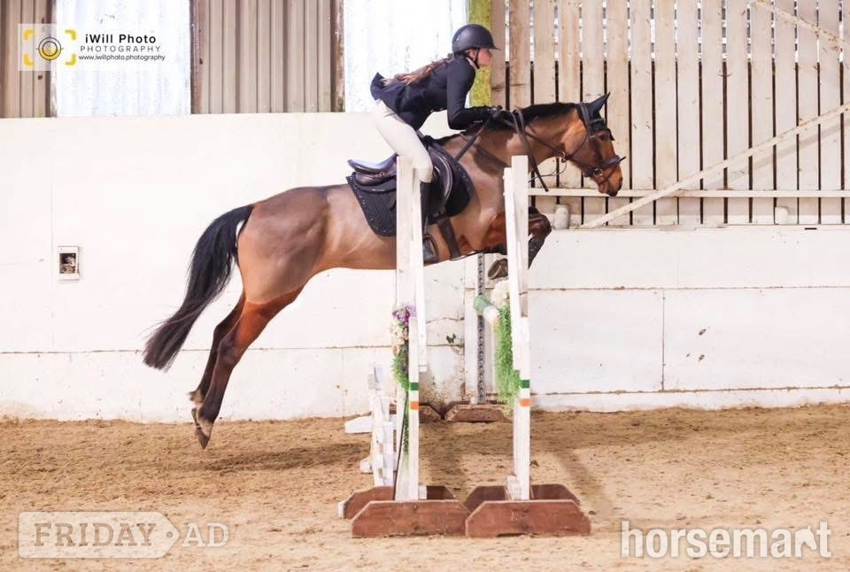 "Above Suspicion III" Bay Mare All Rounder in Manston