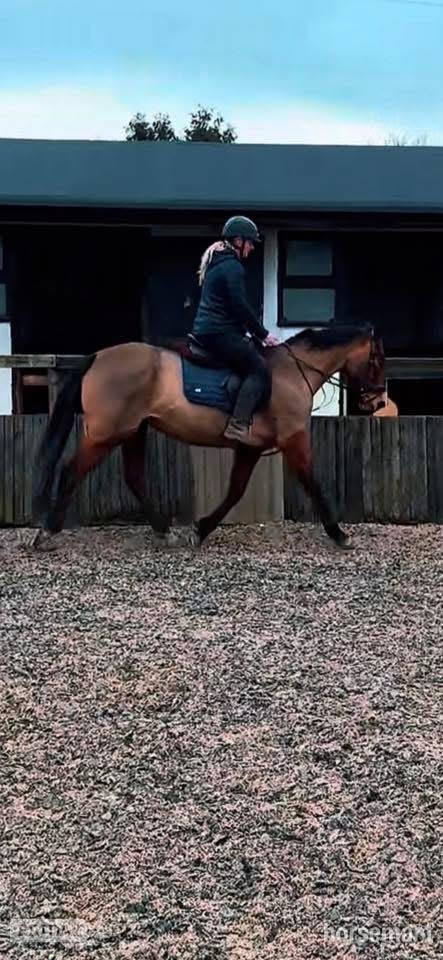 "Above Suspicion III" Bay Mare All Rounder