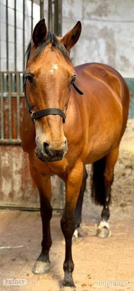 Manston "Above Suspicion III" Bay Mare All Rounder