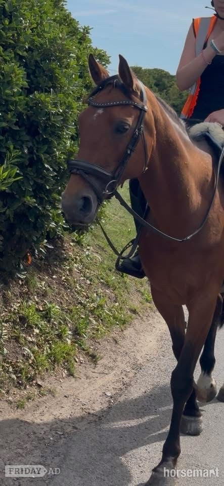"Above Suspicion III" Bay Mare All Rounder - Horses in Manston