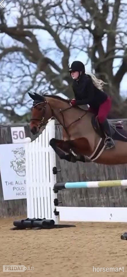"Above Suspicion III" Bay Mare All Rounder - Horses
