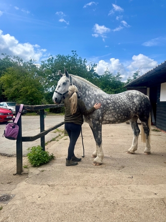 "Fern" Dapple Grey Mare Cob/Heavy Horse