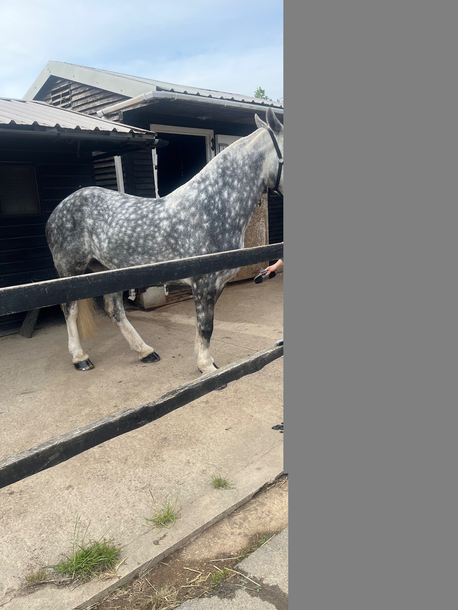 Tendring "Fern" Dapple Grey Mare Cob/Heavy Horse