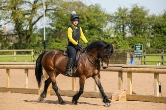 "Maggie May " Bay Mare All Rounder