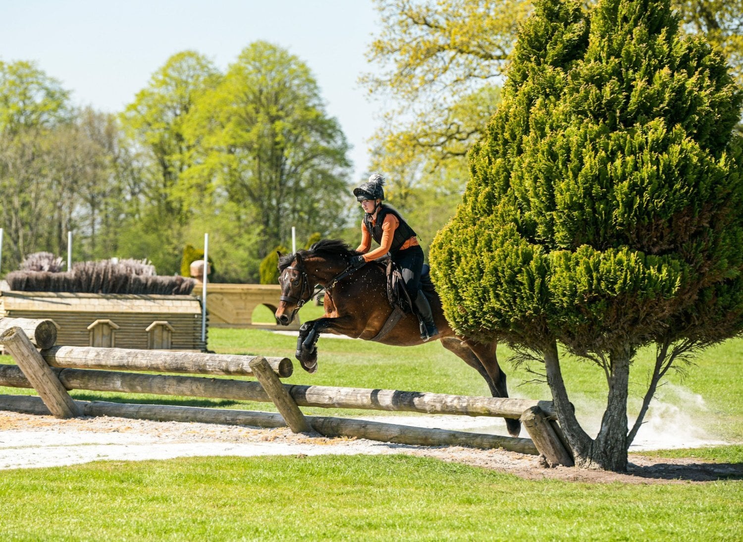 "Maggie May " Bay Mare All Rounder - Horses in Conwy