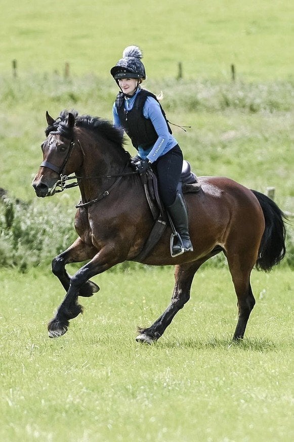 "Maggie May " Bay Mare All Rounder - Horses