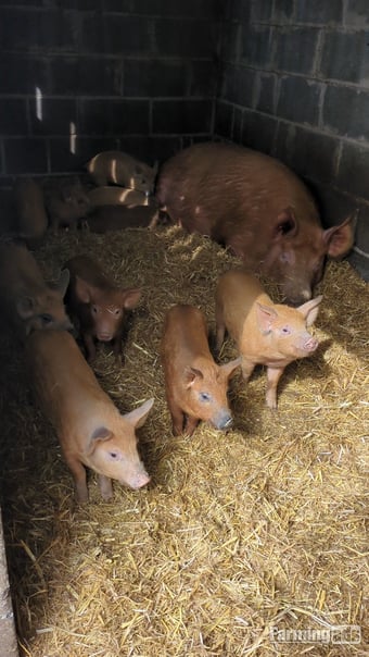 Oxford Sandy &amp; Black x Mangalitsa &amp; Tamworth x Mangalitsa Weaners