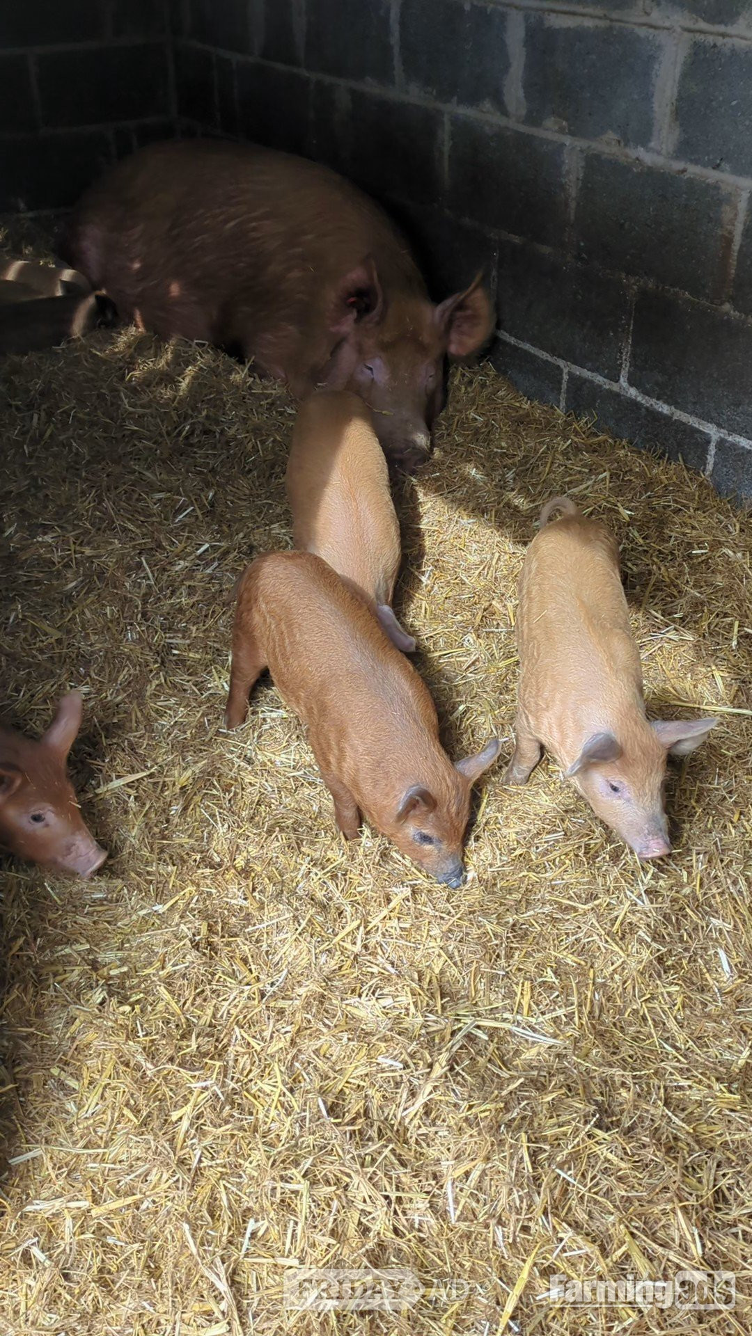Oxford Sandy &amp; Black x Mangalitsa &amp; Tamworth x Mangalitsa Weaners - Livestock in Aberporth