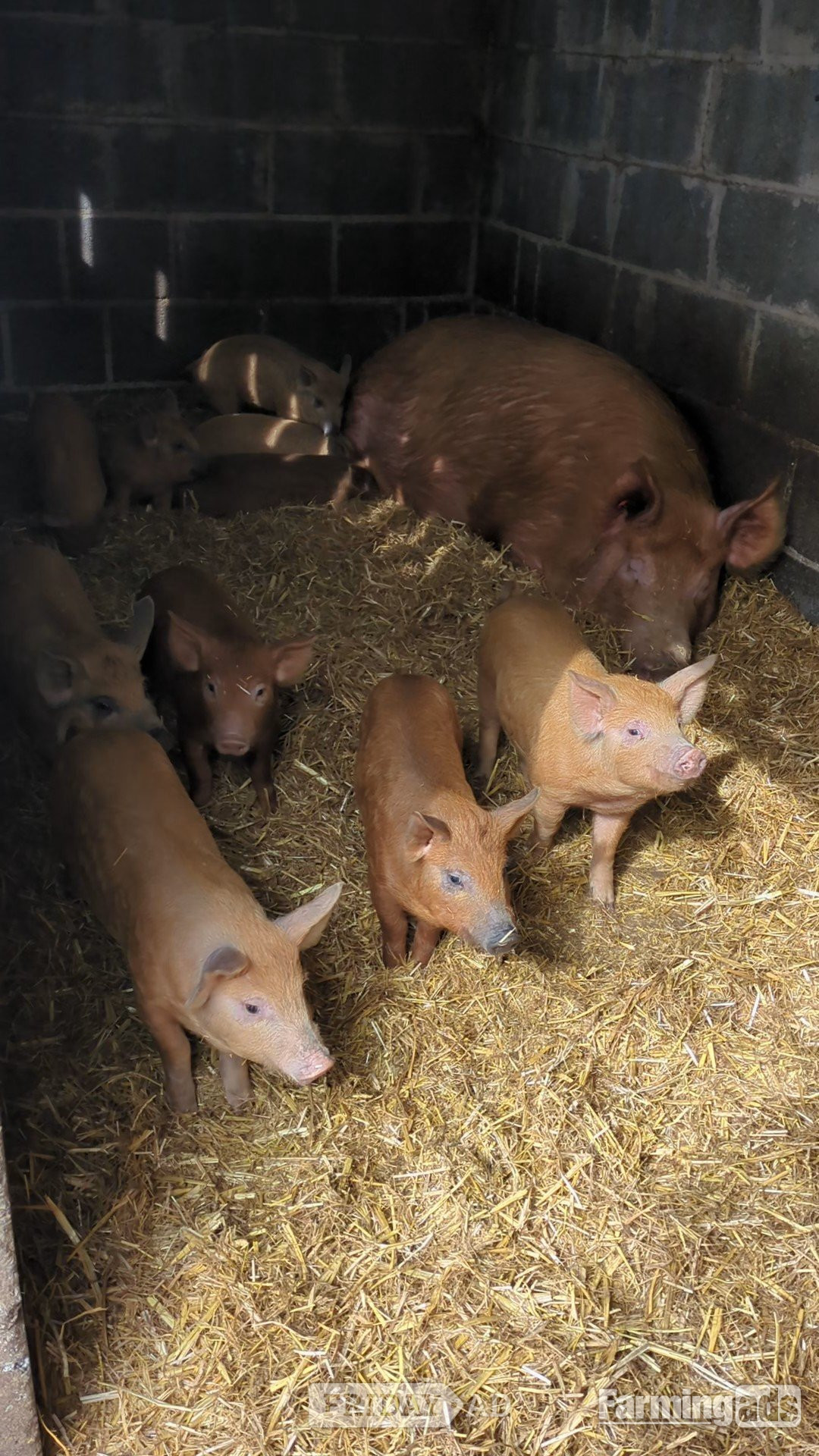Oxford Sandy &amp; Black x Mangalitsa &amp; Tamworth x Mangalitsa Weaners in Aberporth