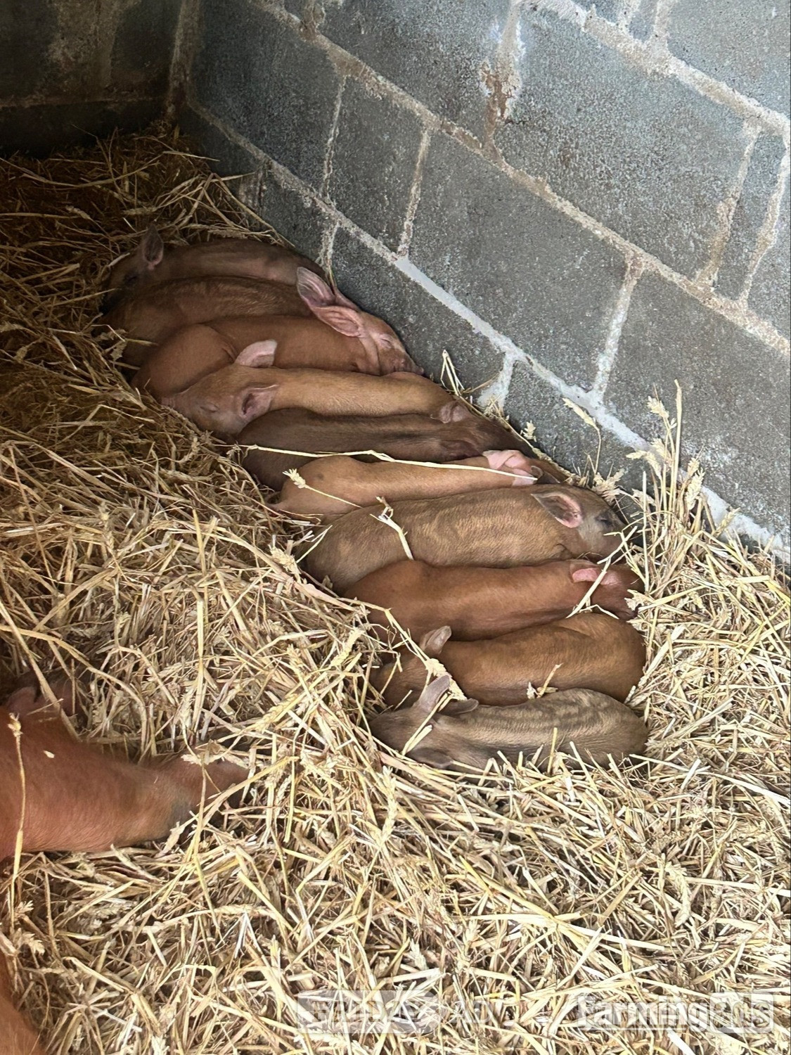 Aberporth Oxford Sandy &amp; Black x Mangalitsa &amp; Tamworth x Mangalitsa Weaners