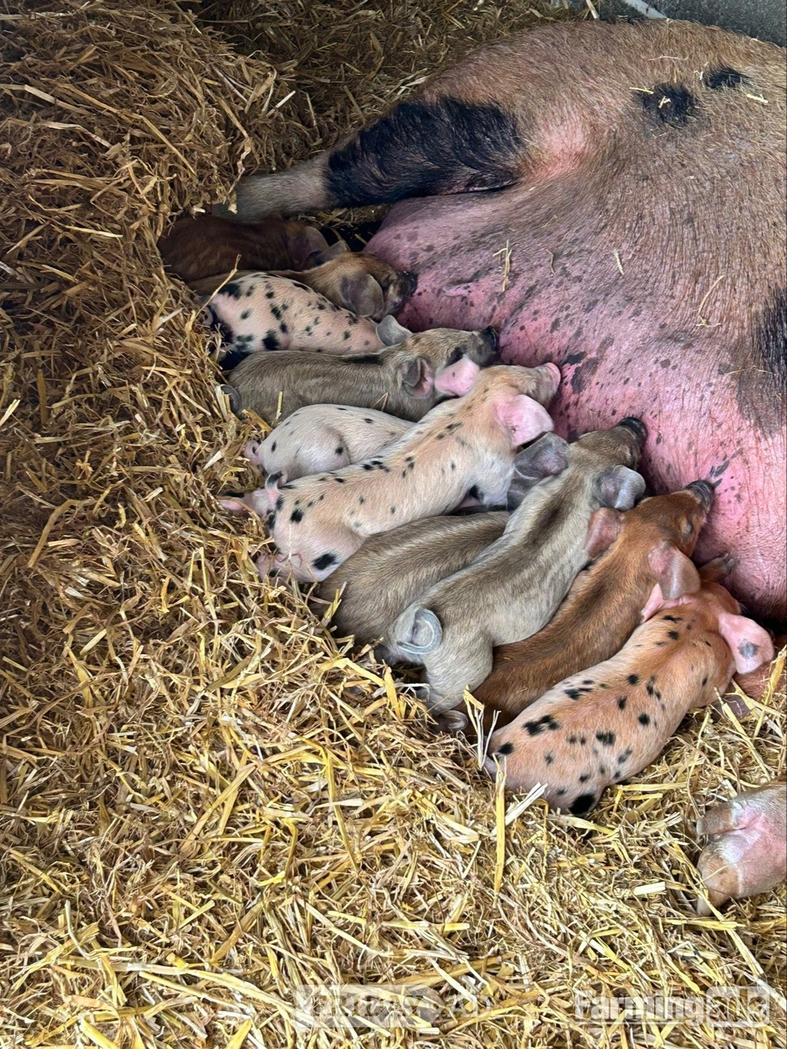 Oxford Sandy &amp; Black x Mangalitsa &amp; Tamworth x Mangalitsa Weaners