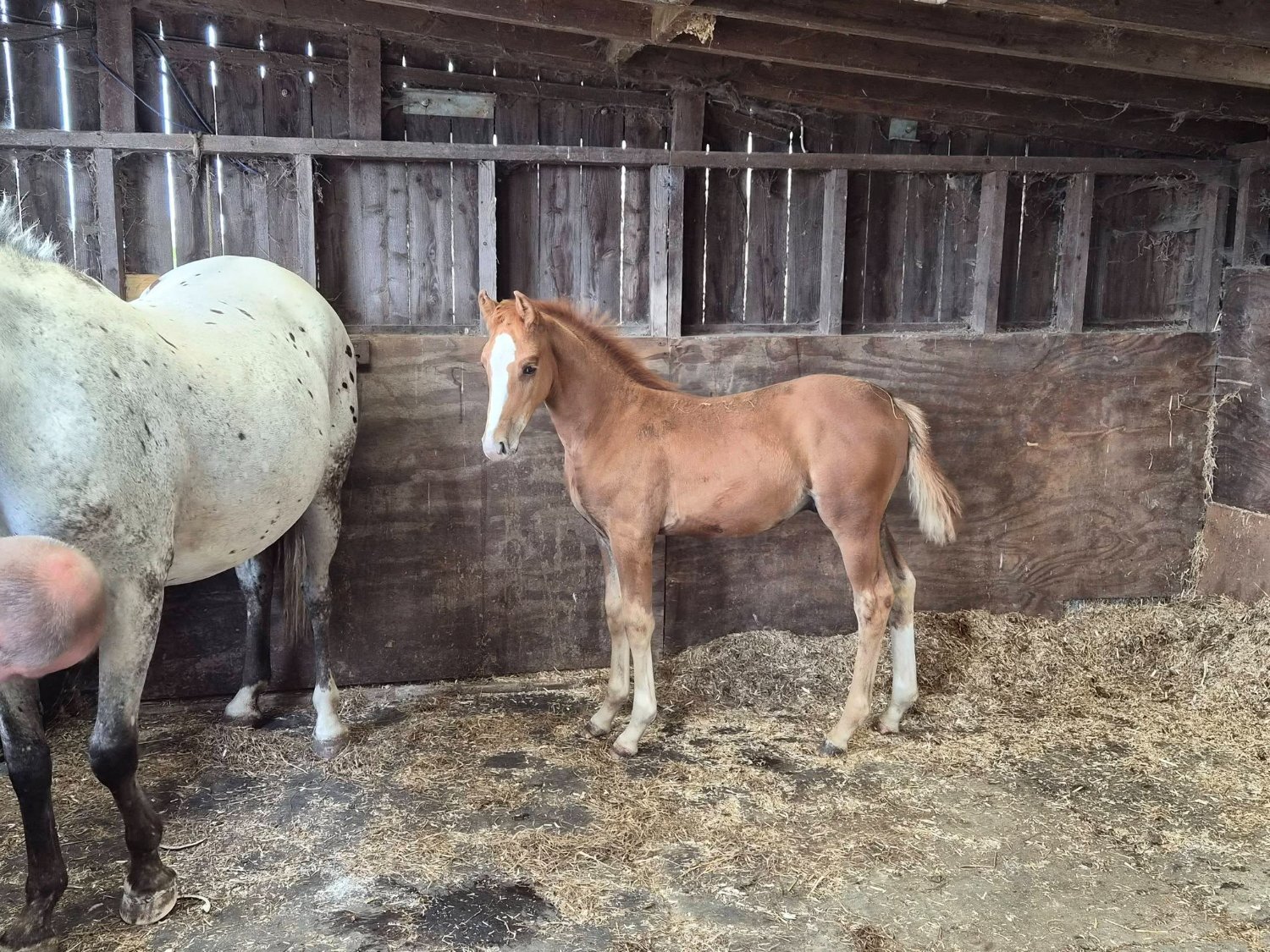 "Koora's Kindred Spirit (Kip)" Chestnut Colt Youngstock / Foal