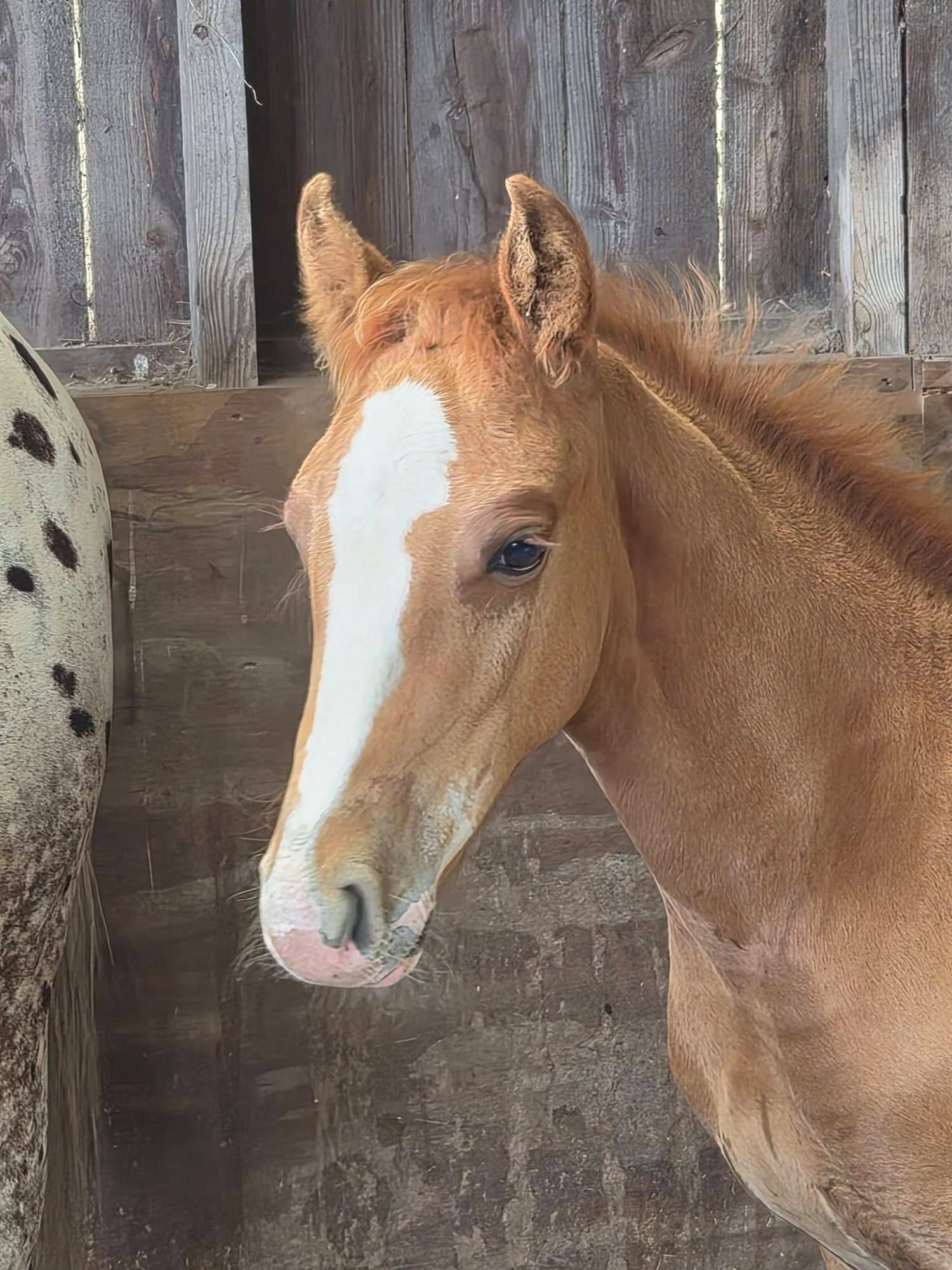 York "Koora's Kindred Spirit (Kip)" Chestnut Colt Youngstock / Foal