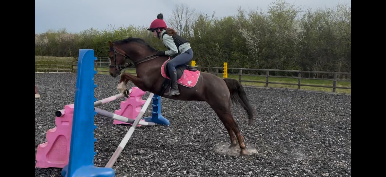 "Rianwyn Fairy Footsteps " Liver Chestnut Mare Pony Club Pony