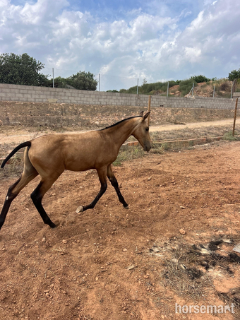 "Rafael " Buckskin Colt Youngstock / Foal
