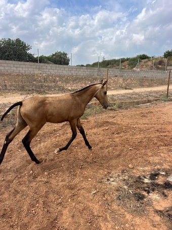 "Rafael " Buckskin Colt Youngstock / Foal