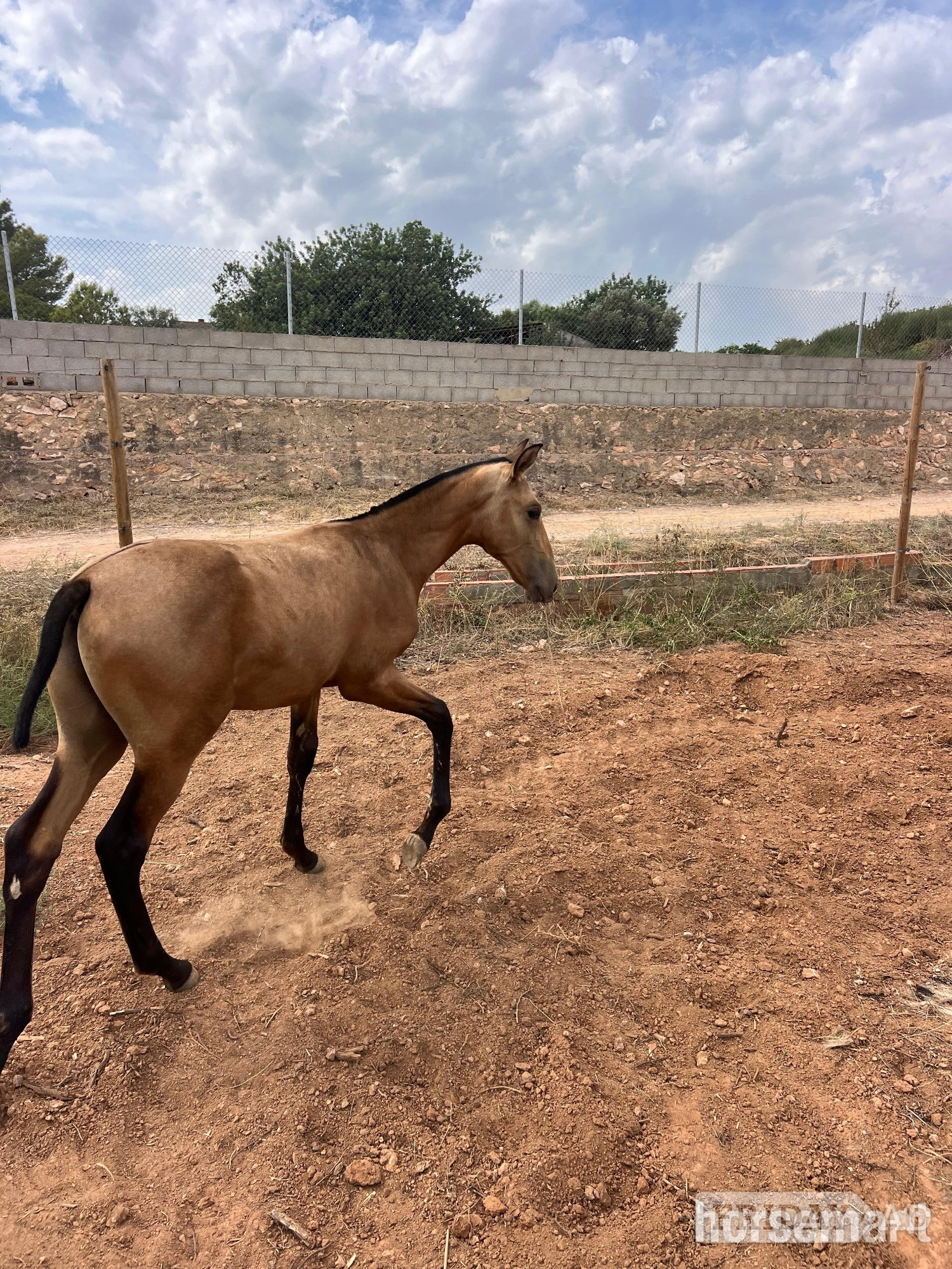 Knocknagoshel "Rafael " Buckskin Colt Youngstock / Foal