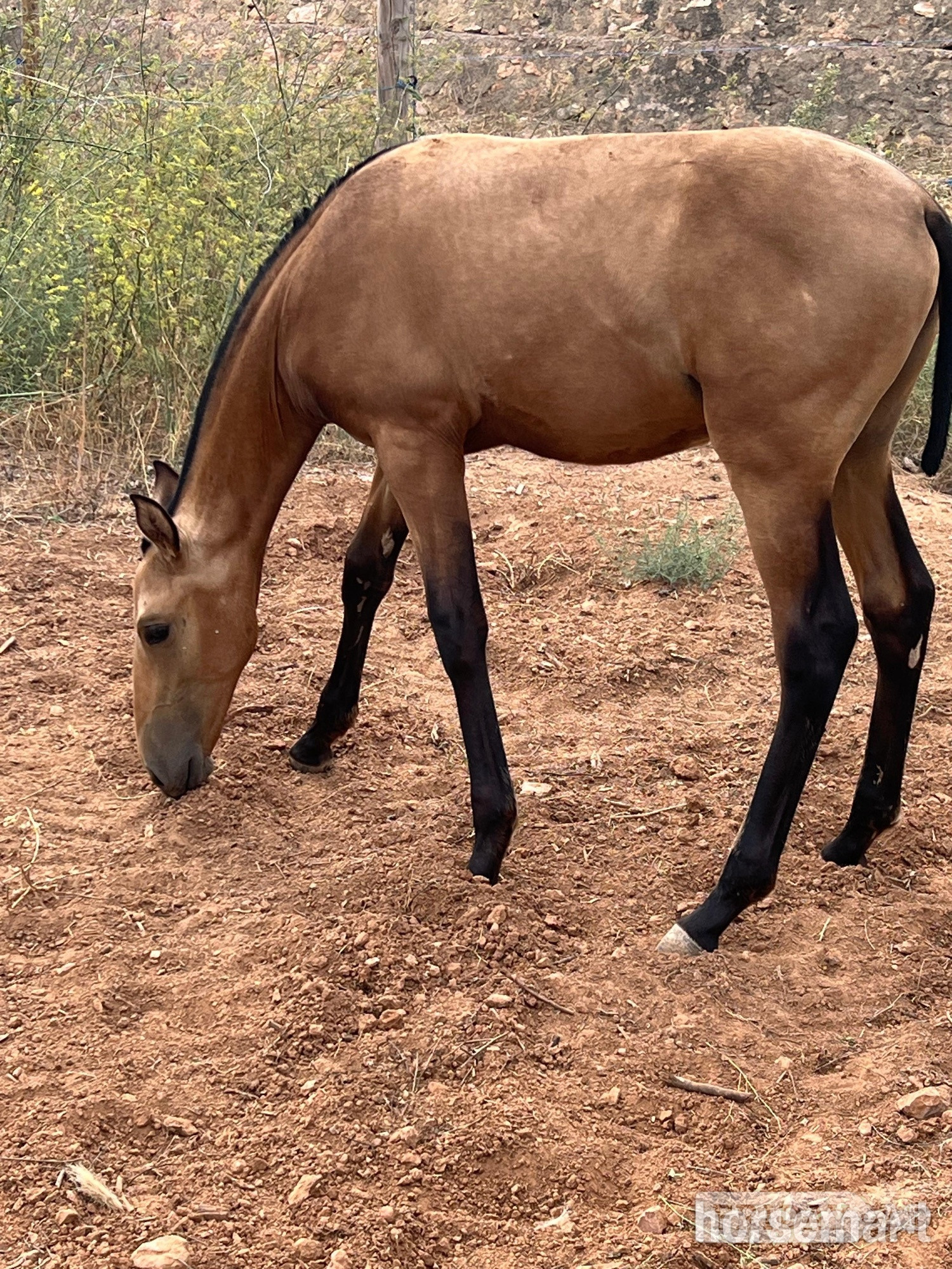 "Rafael " Buckskin Colt Youngstock / Foal