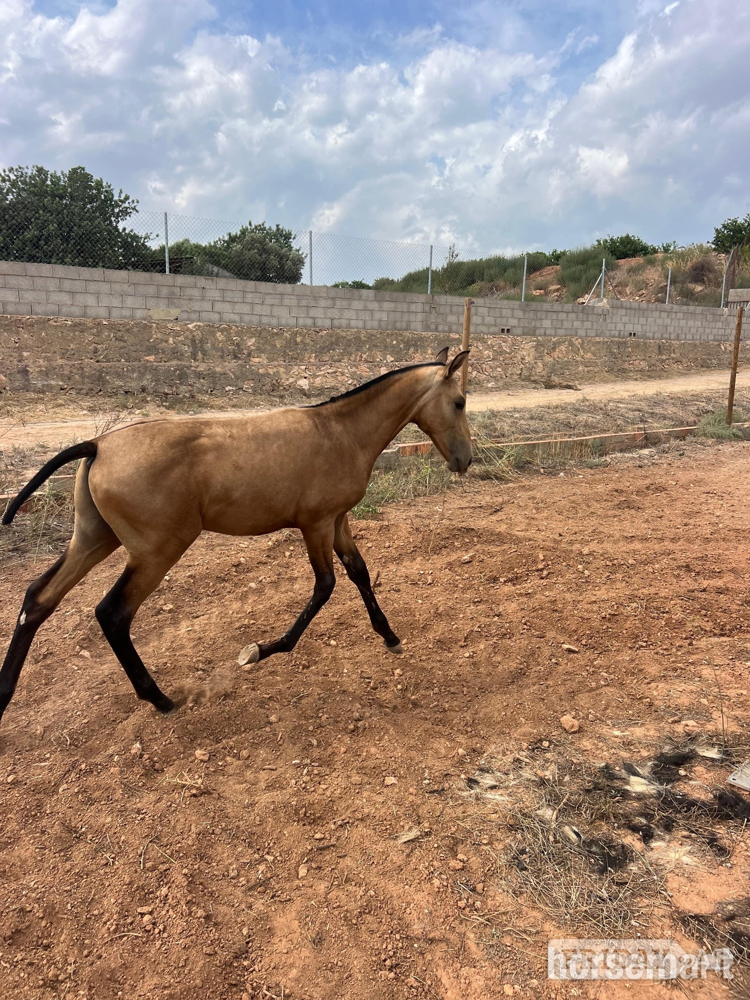 "Rafael " Buckskin Colt Youngstock / Foal in Knocknagoshel