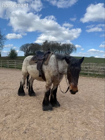 "Cedar" Bay Roan Gelding Cob/Heavy Horse