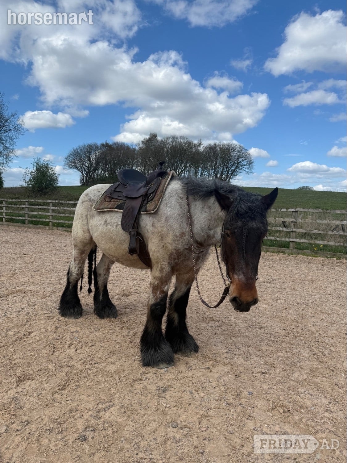 "Cedar" Bay Roan Gelding Cob/Heavy Horse in Wigan