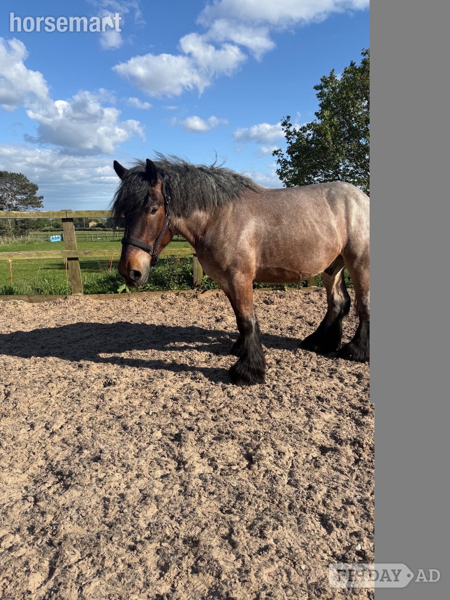 Wigan "Cedar" Bay Roan Gelding Cob/Heavy Horse