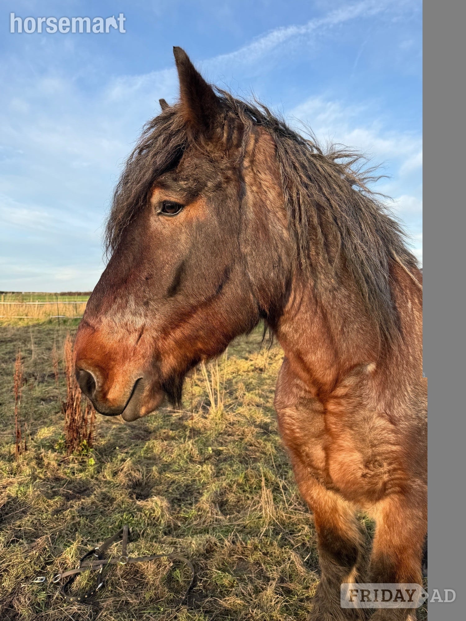 "Cedar" Bay Roan Gelding Cob/Heavy Horse - Horses in Wigan