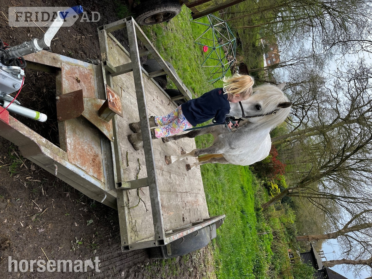 Ashford "Cowance osprey" Rose Grey Gelding Mountain & Moorland Pony