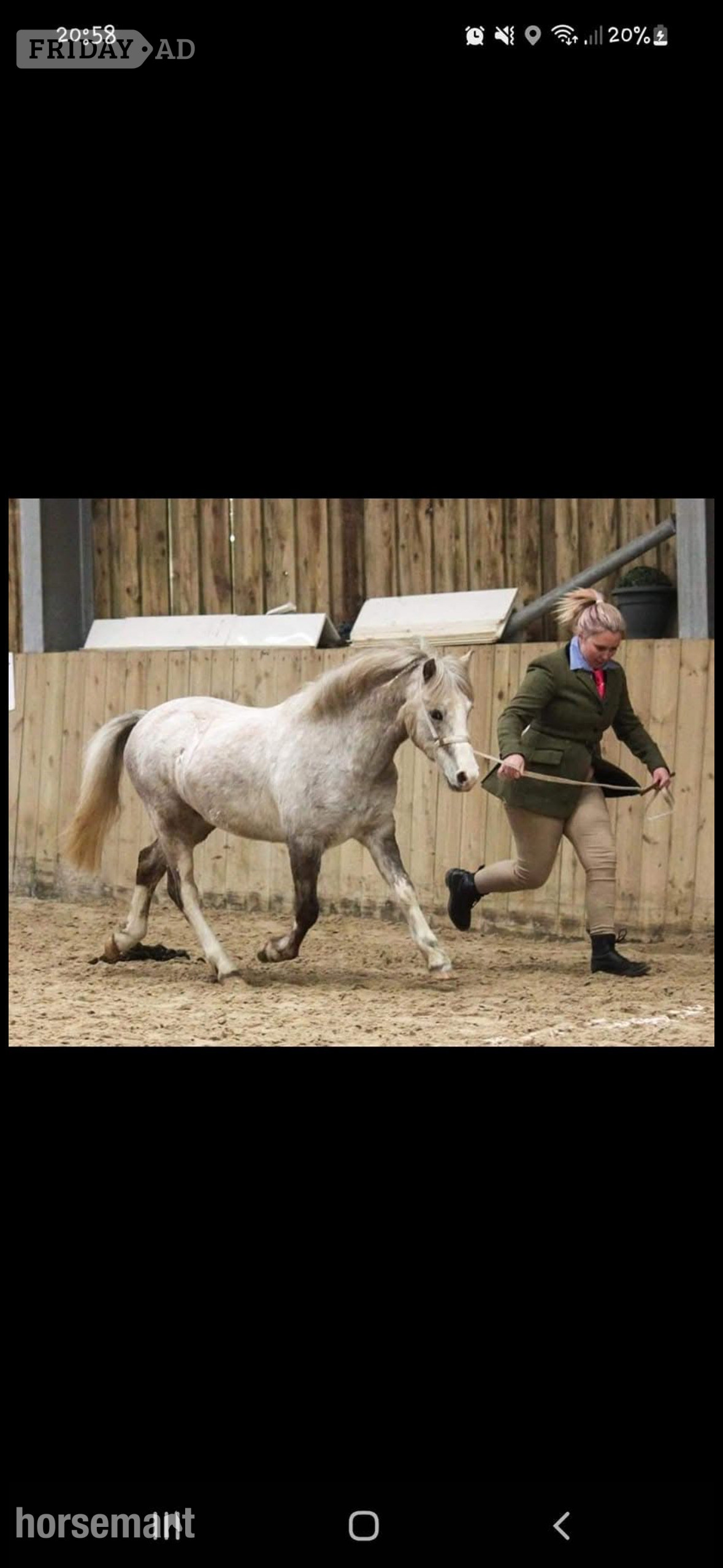 "Cowance osprey" Rose Grey Gelding Mountain & Moorland Pony - Horses