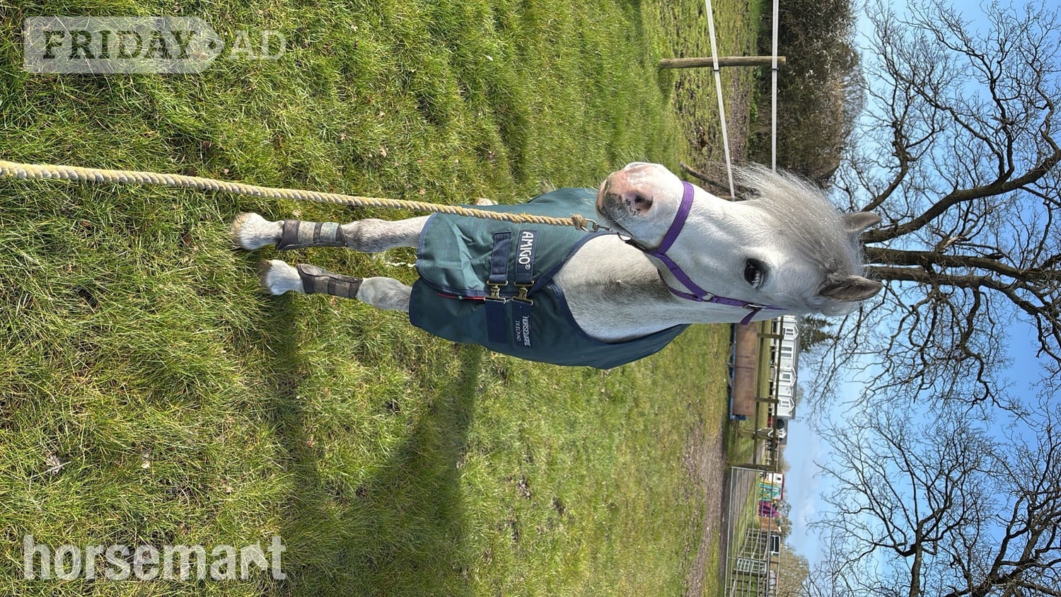 "Cowance osprey" Rose Grey Gelding Mountain & Moorland Pony - Horses in Ashford