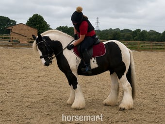 "Billy" Piebald Gelding Cob/Heavy Horse