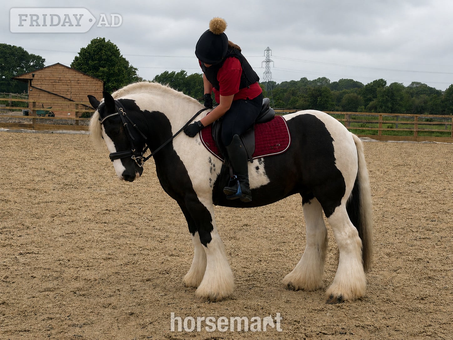"Billy" Piebald Gelding Cob/Heavy Horse in Henfield