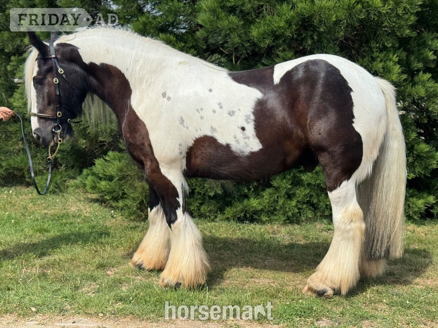 "Billy" Piebald Gelding Cob/Heavy Horse
